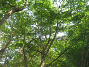  森林から放出されるフィトンチッドの画像
